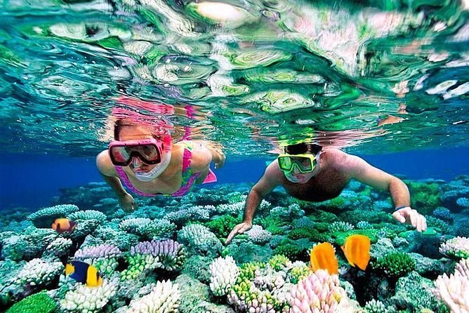 Reef & Wreck Discovery: Private Dive or Snorkel Charter