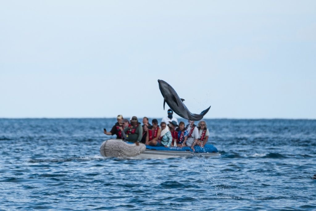 Small-Group Wildlife Encounter in the Pfpfklg Marine Reserve