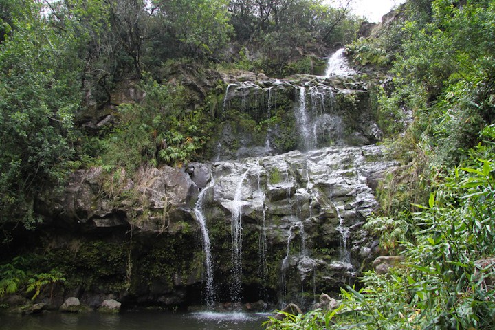 Highland Rainforest Canopy & Waterfall Trek