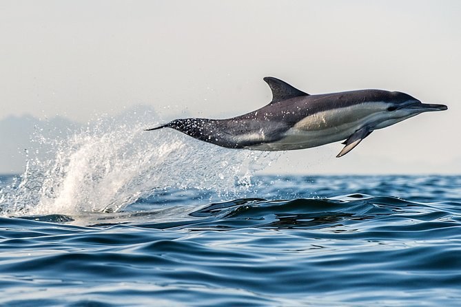 Yoneg Reef Wildlife Cruise: Dolphins & Seabirds by Small Boat