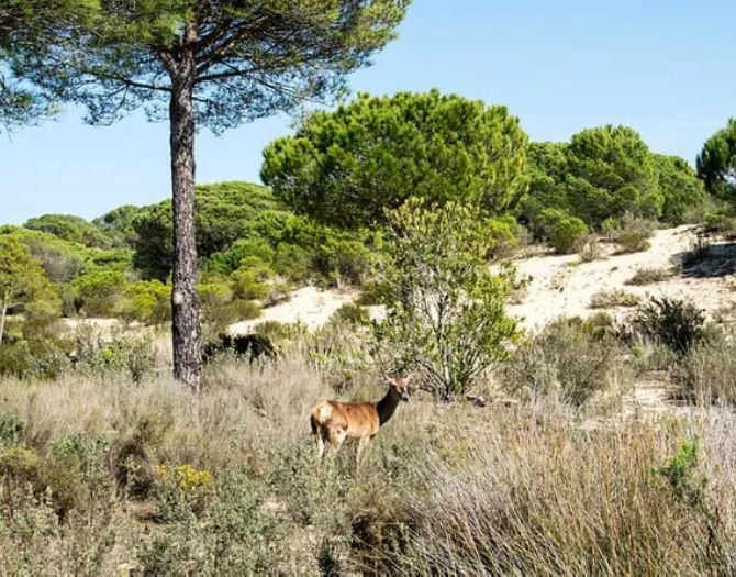 Doñana National Park: Private 4x4 Wildlife Safari