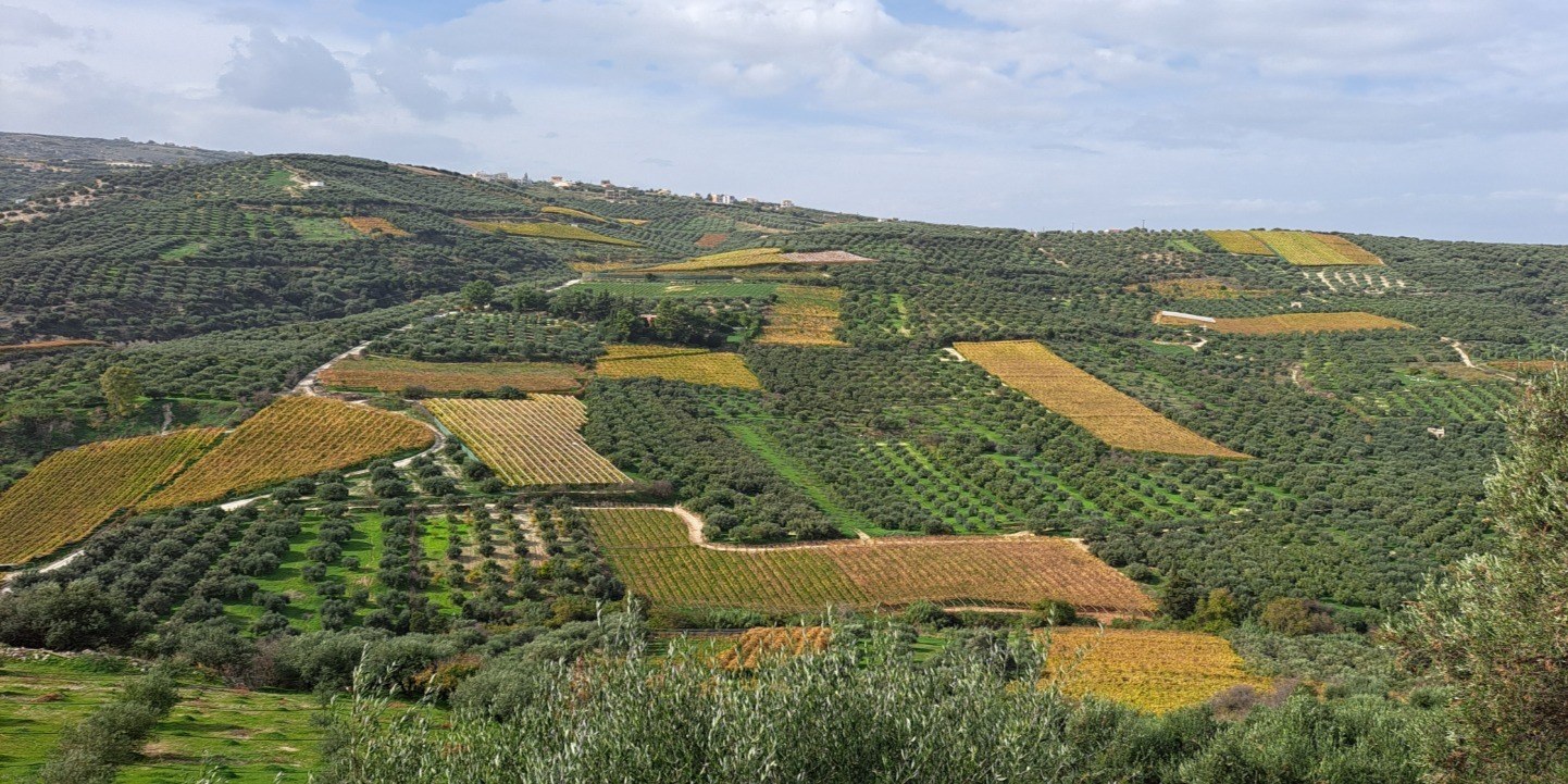 Cretan Feast & Olive Estate: Private Food & Wine Immersion
