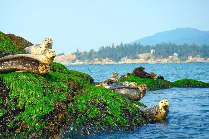 Private Wildlife Boat Excursion to Seabird & Seal Colonies