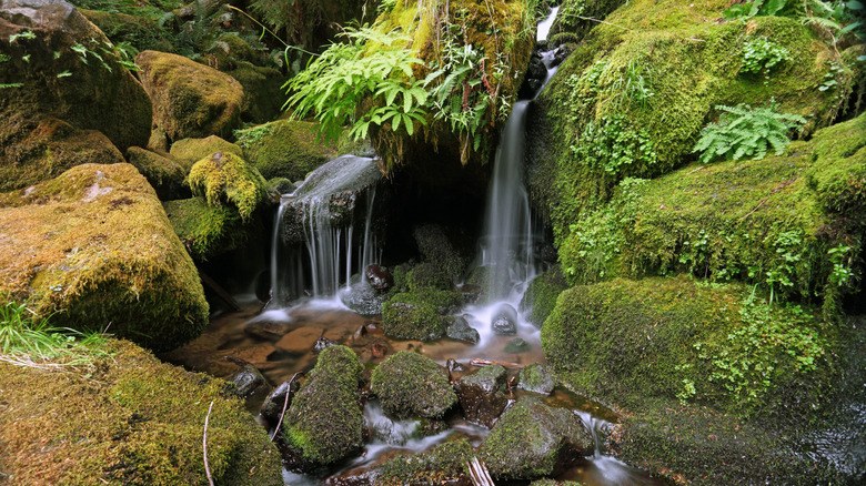 Uhcibfc Waterfall & Reserve: Guided Nature Walk