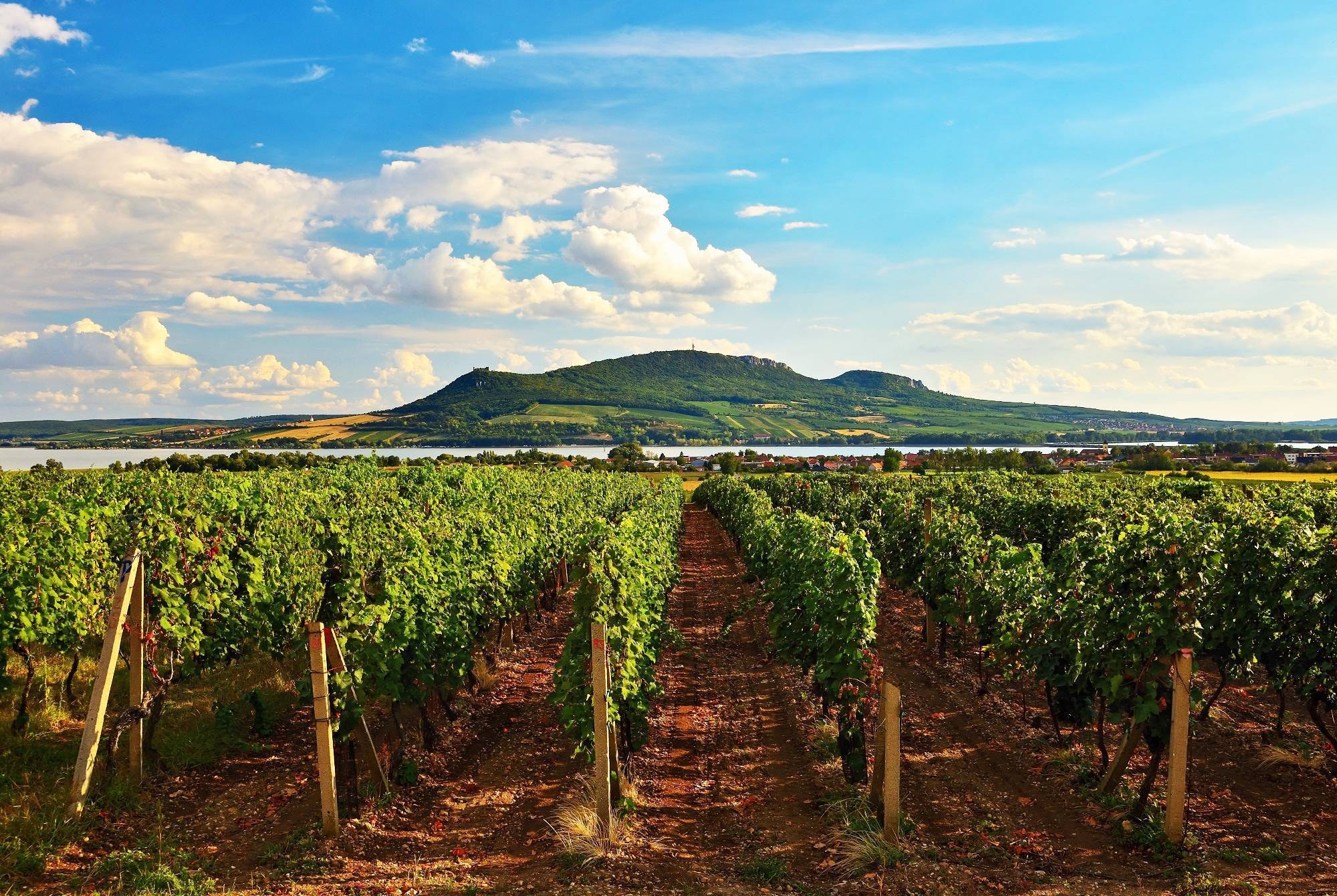 Moravian Wine Country: Private Vineyard & Village Tour