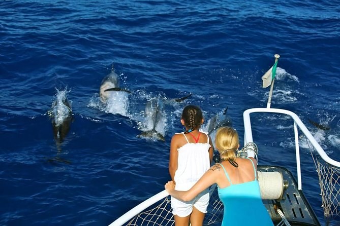 Waitukubuli Dolphin & Whale Watch: Sperm Whales of Dominica