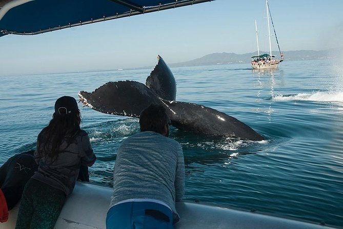 Whale & Dolphin Watch: Marine Biologist-Led Voyage