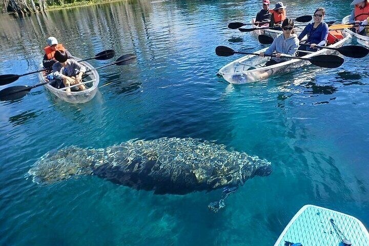 Private Sea Kayak & Wildlife Coastline Paddle