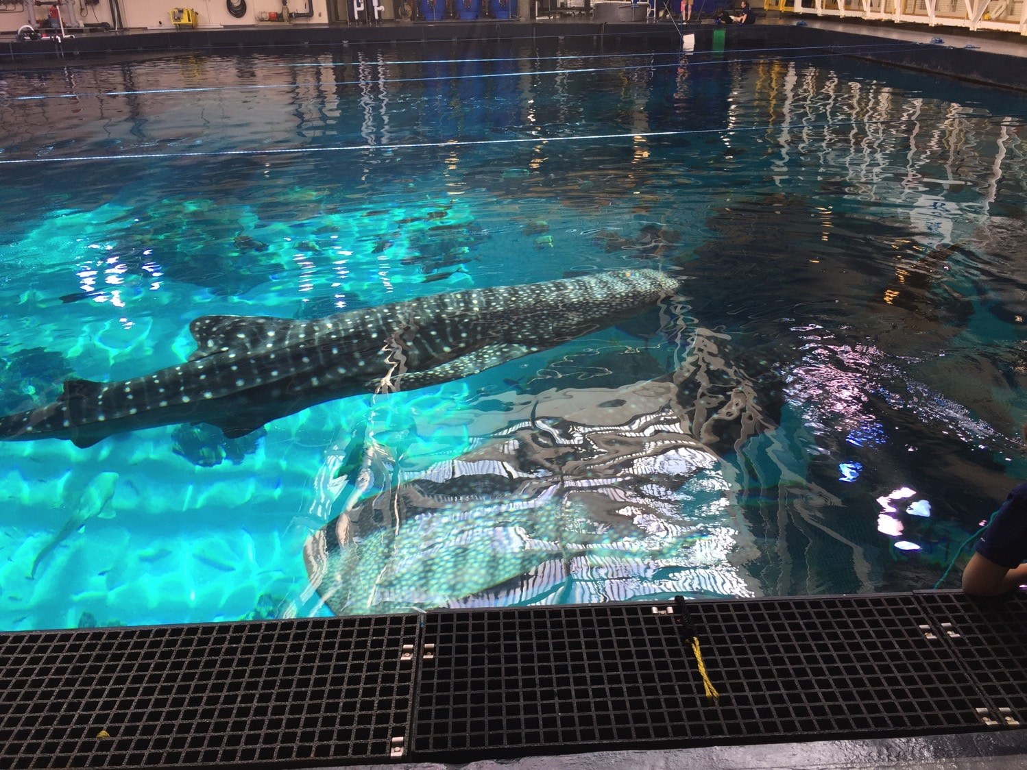 Georgia Aquarium: Early-Access Behind-the-Scenes Encounter