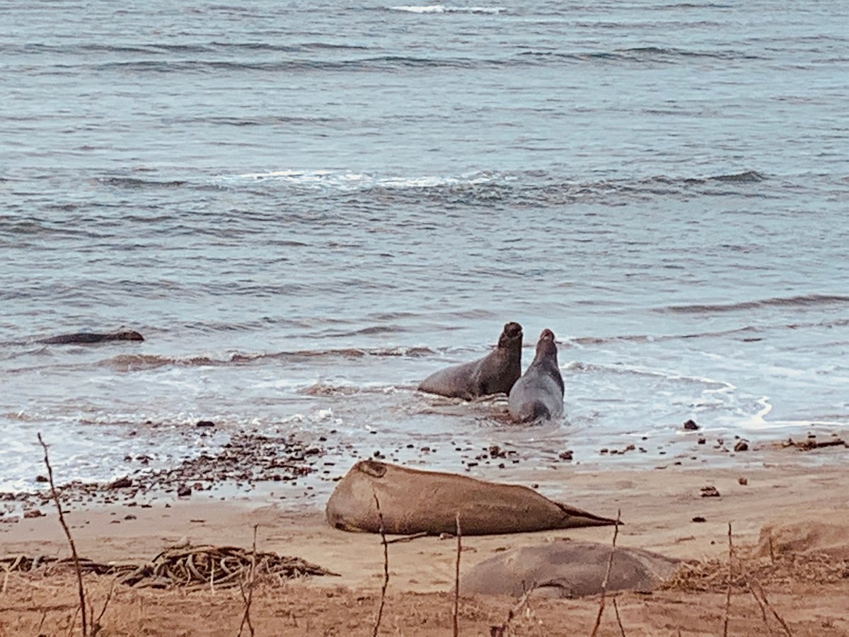 Año Nuevo Elephant Seal Colony, Private Naturalist Access