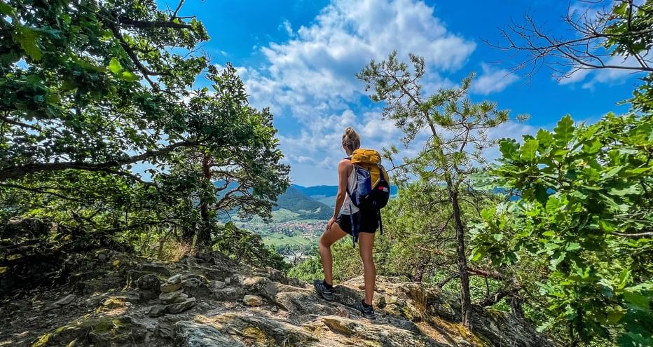 Wachau World Heritage Trail: Expert-Guided Vineyard Hike