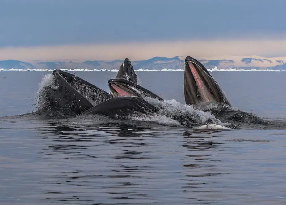 Taste of Greenland: Seal, Whale & Musk Ox Tasting
