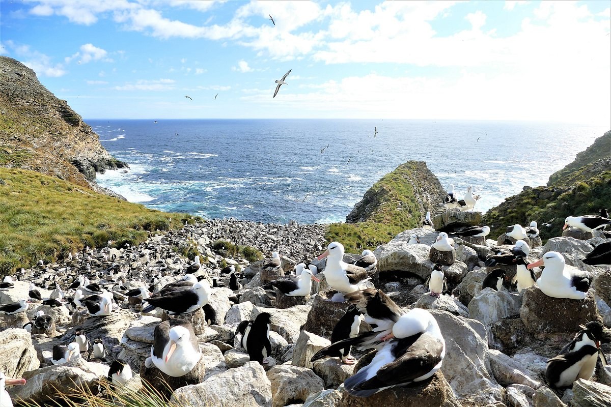 West Point Island: Private Albatross & Penguin Colony Walk
