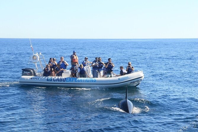 Small-Group Zodiac Coastal Cruise off West Point
