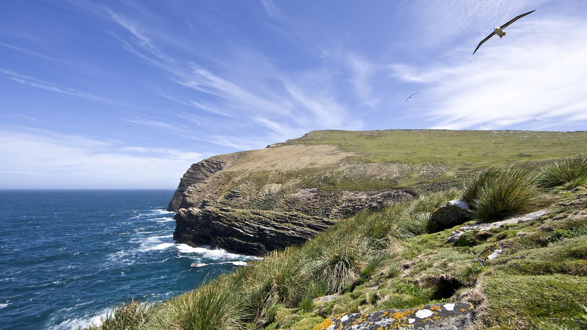 Photography-Paced Half Day with a Falklands Naturalist