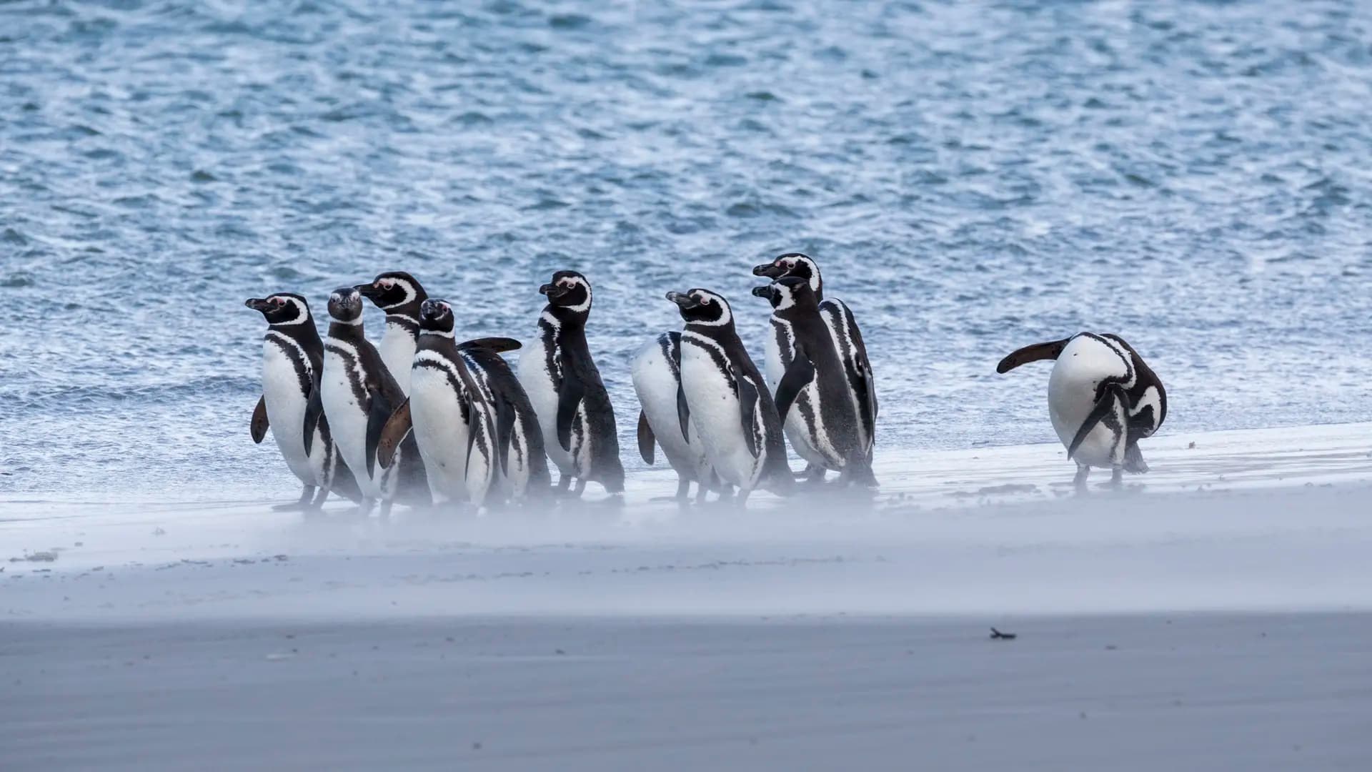 The Neck: Rockhopper & King Penguin Colony Walk