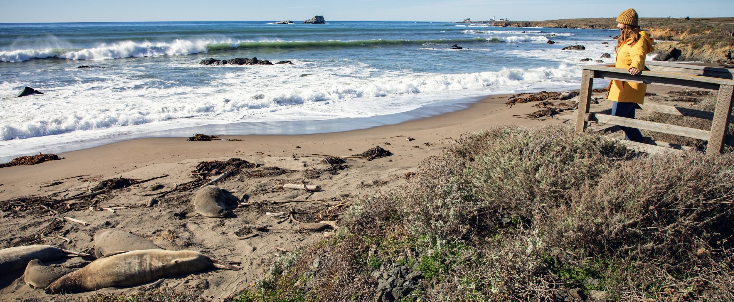 Elephant Corner: Elephant Seal Wallow at Low Tide