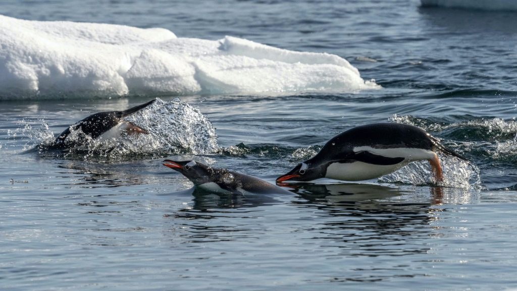 Zodiac Wildlife Cruise Through a Gentoo Rookery