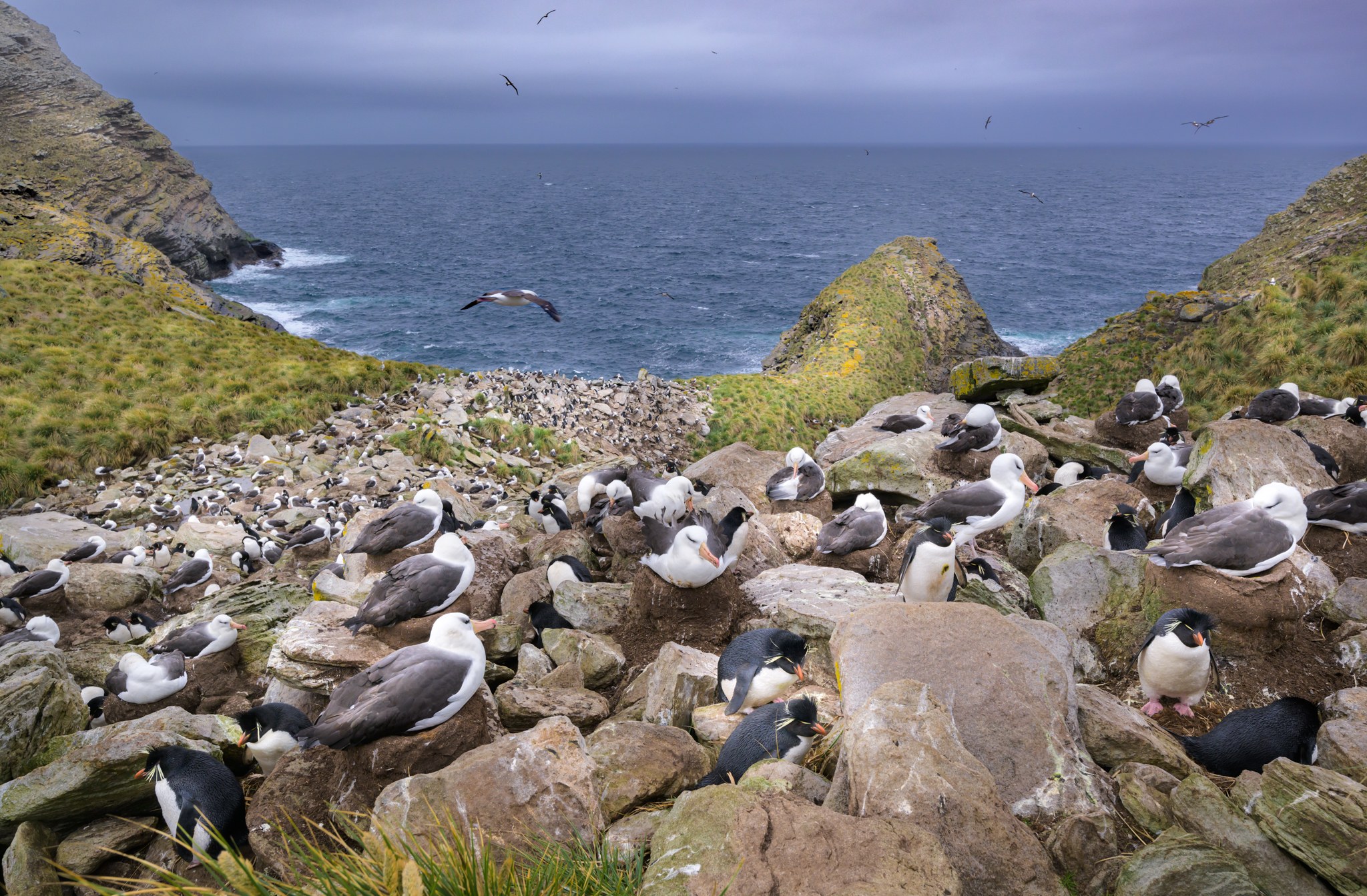 Aitcho Island Group: Wandering Albatross & Elephant Seal Walk