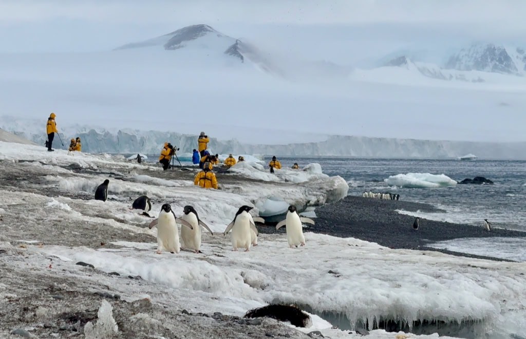 Adelie Penguin Rookery Landing at Brown Bluff