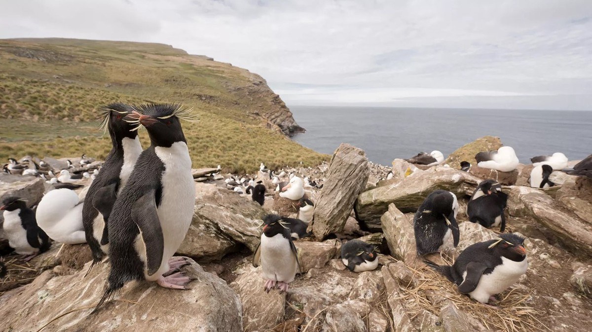 Following Shackleton and Nordenskjold's Footsteps at Paulet Island