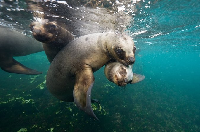 Snorkel with Sea Lions and Sharks off Sullivan Bay's Shore