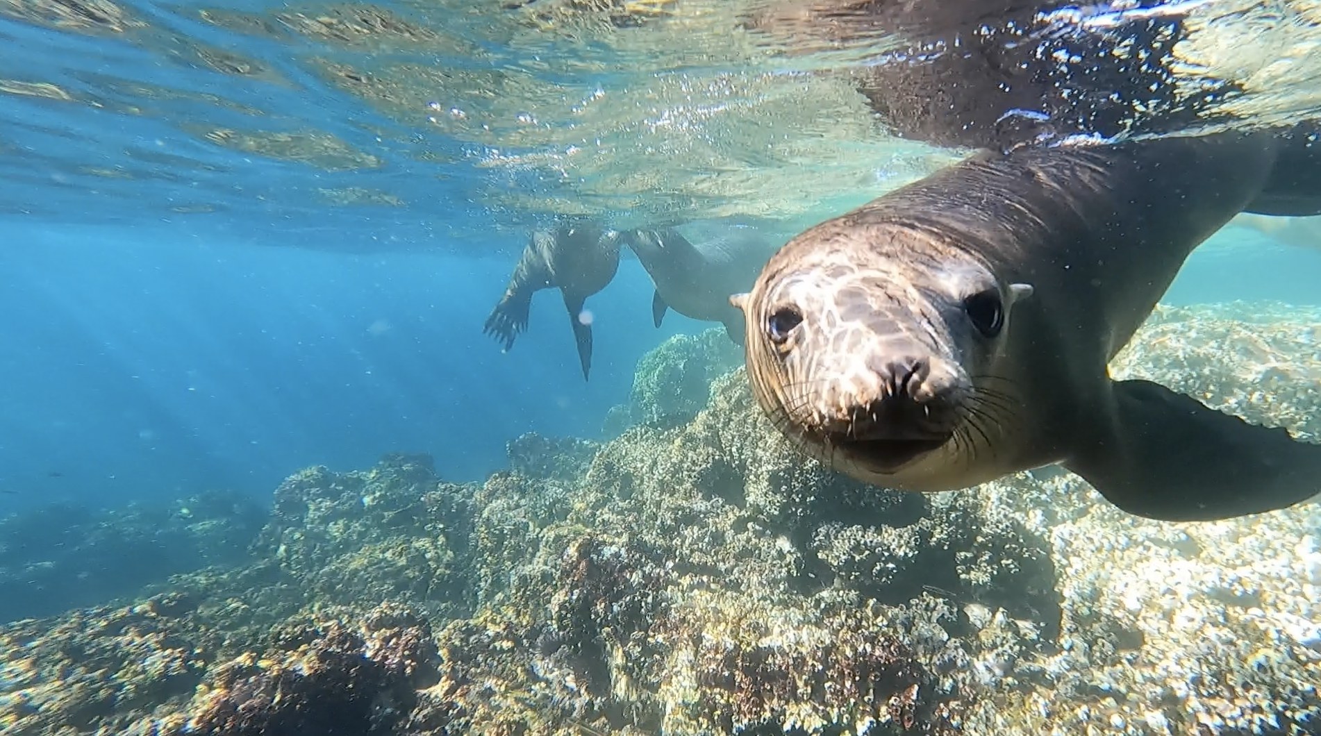 Snorkel with Sea Lions, Sardine Bay