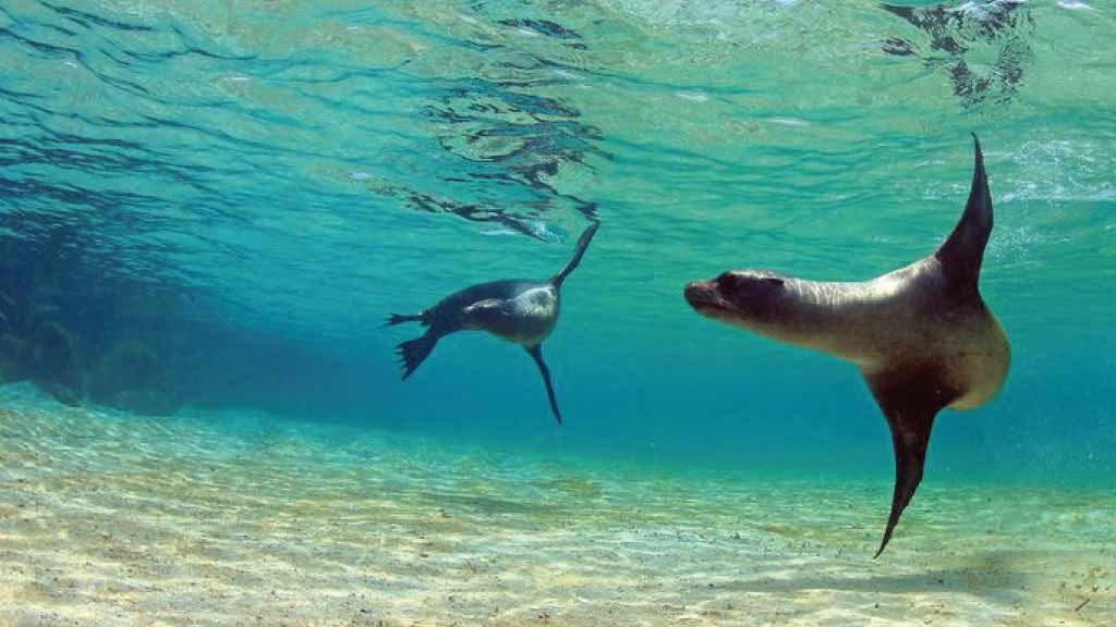 Fernandina Snorkel: Flightless Cormorants & Sea Lions