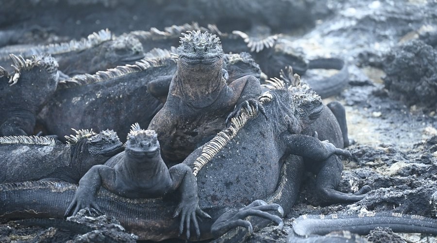 Punta Espinosa Tidepools: Sally Lightfoot & Hatchling Watch