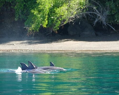 Golfo Dulce Dolphin & Whale Watch by Small Panga