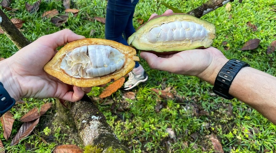 Osa Cacao: Bean-to-Bar Chocolate with the Farming Family