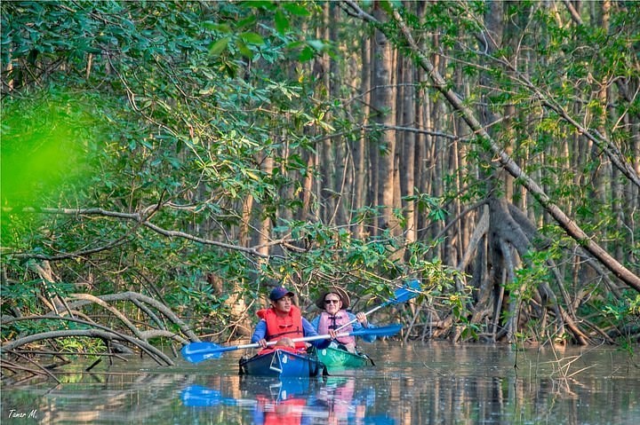 Mangrove Estuary Kayak at First Light