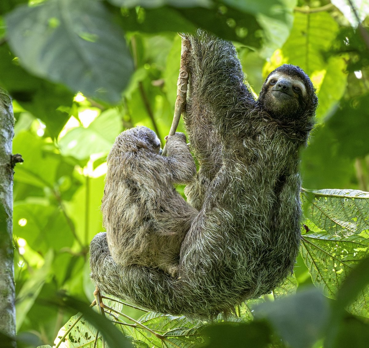 Sloth & Rainforest Walking Tour with a Wildlife Tracker