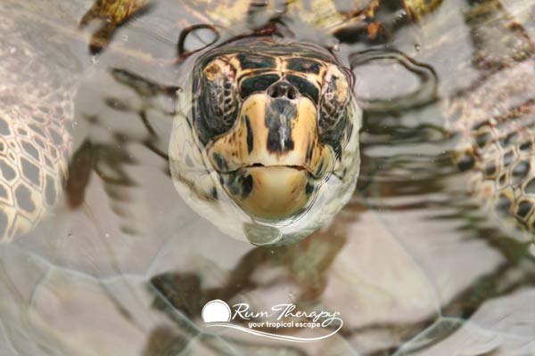 Old Hegg Turtle Sanctuary: Private Conservation Visit