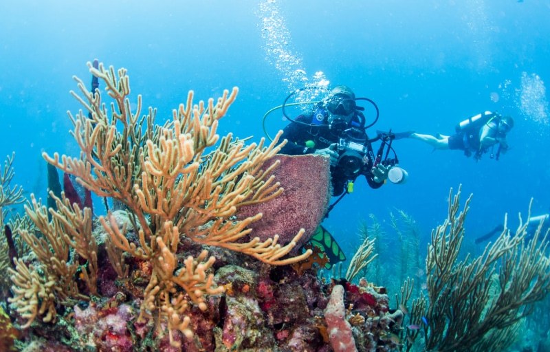 Private Reef Dive or Snorkel with a Local Dive Master