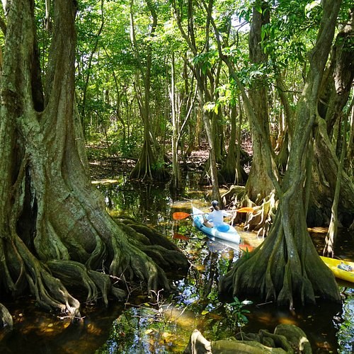 Kayak the Mangroves and Coves of Terre-de-Haut