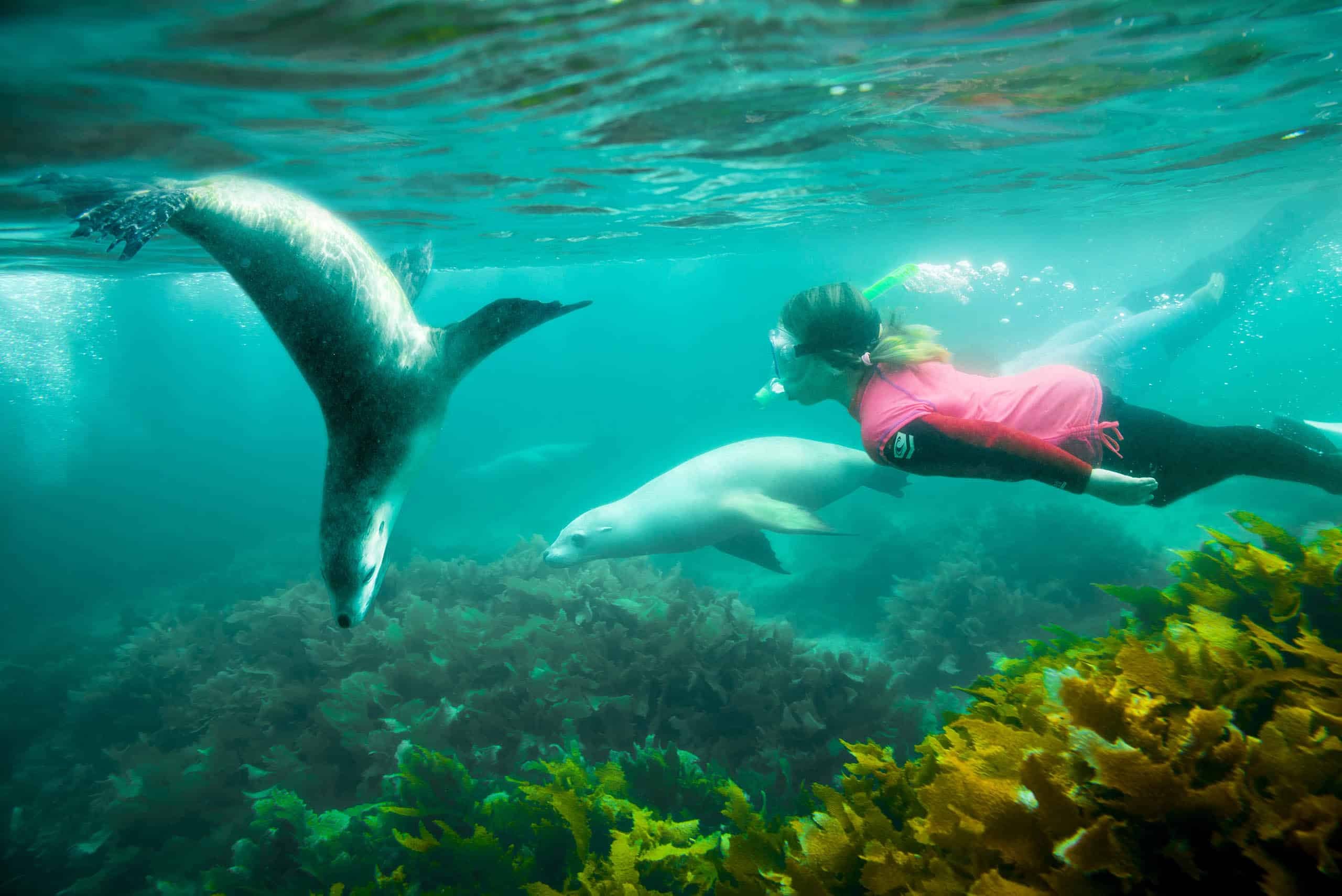 Swim With Wild Sea Lions & Dolphins, Outer Reef