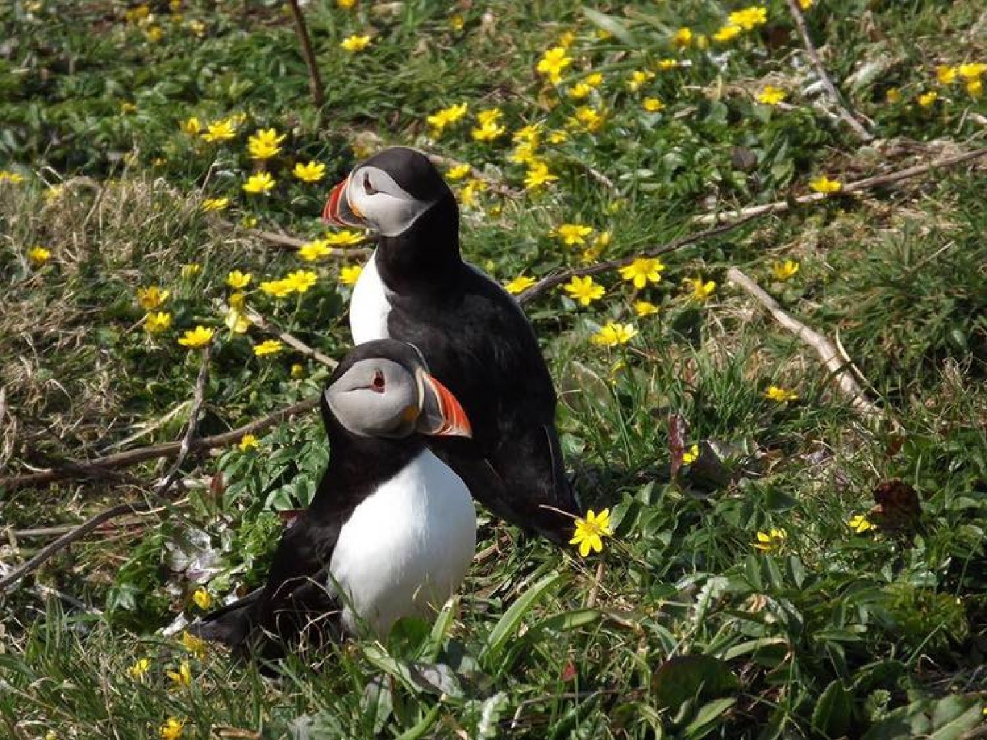 Lunga Landing: Sit Among the Puffins of the Treshnish Isles