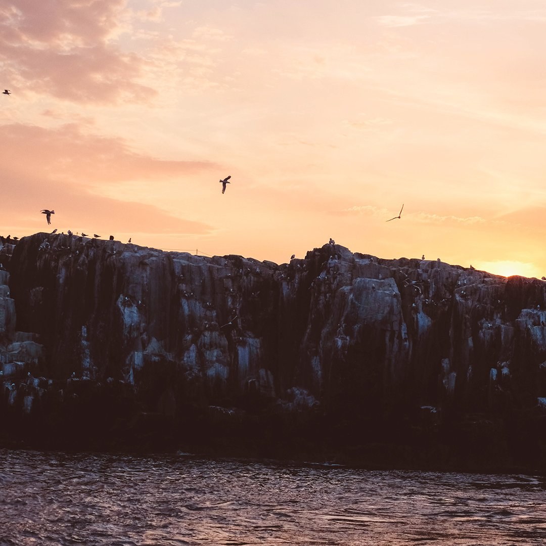 Sunset Grey Seal & Bird Cruise Around the Outer Farnes