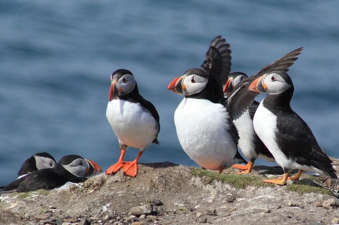 Private Photography Charter Among the Bird Colonies
