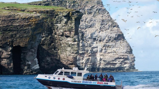 Noss National Nature Reserve: Seabird Cliffs by Boat