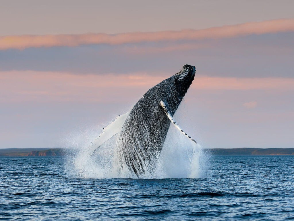 Whale & Iceberg Boat Tour with Captain Jim Jones