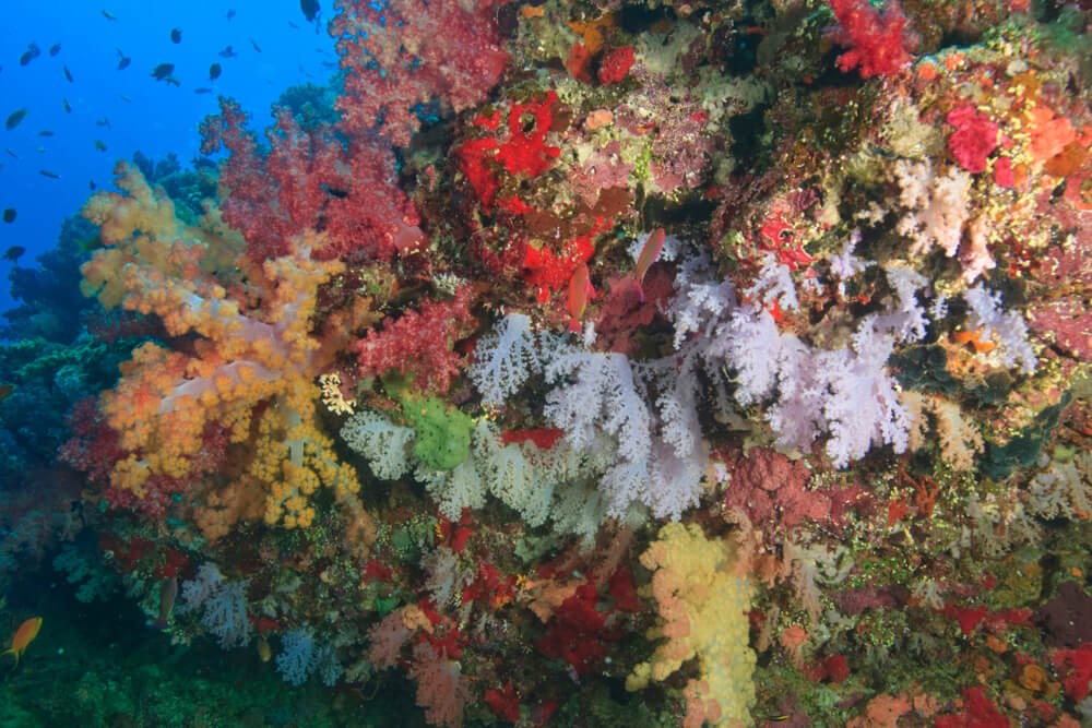 Rainbow Reef: Soft Coral Capital by Small-Group Dive