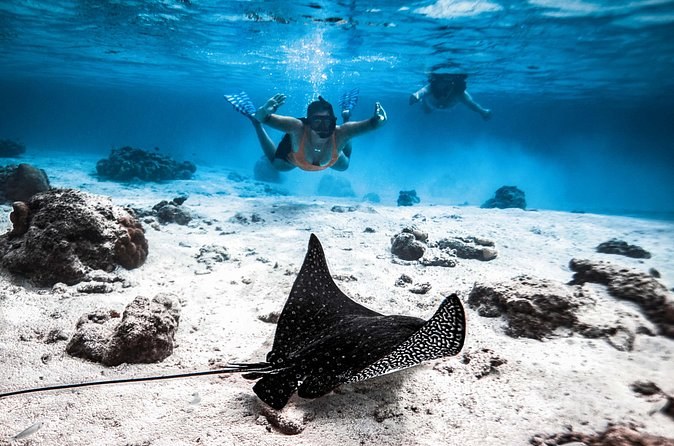 Eagle Ray & Turtle Encounter, Aroa Marine Reserve