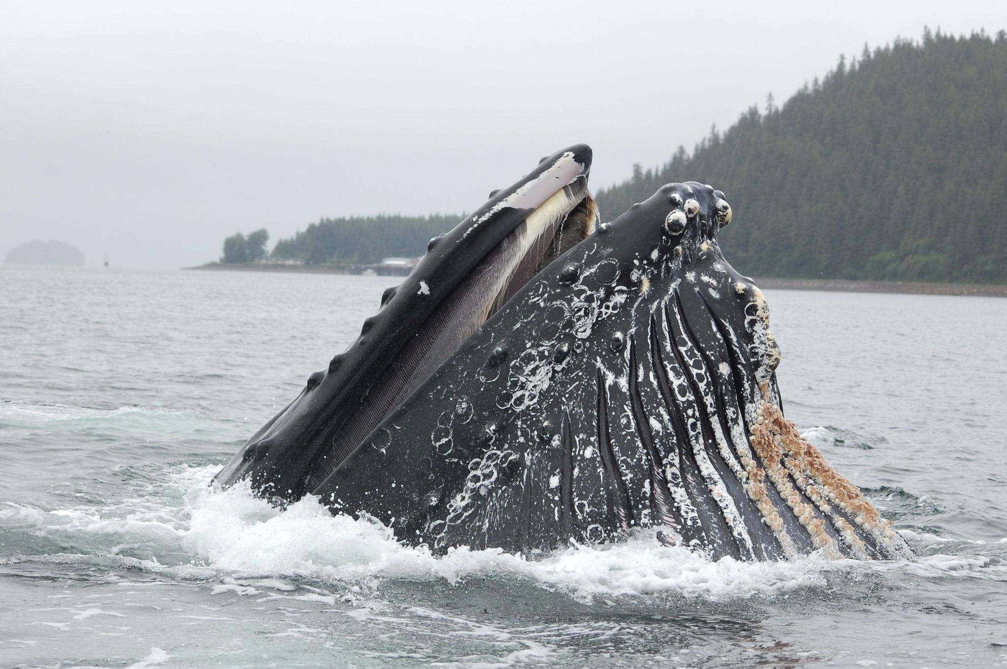 Small-Group Whale & Marine Mammal Search, Icy Strait