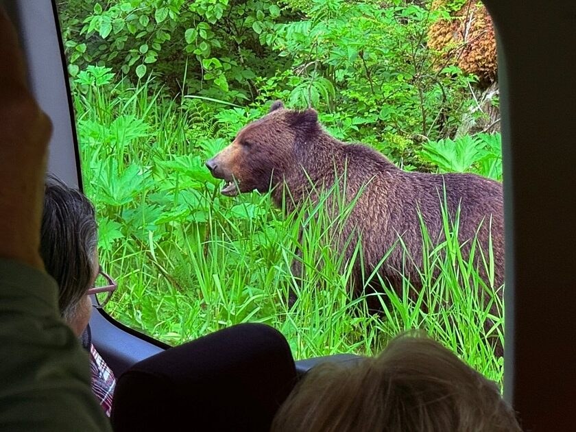 Private Bear & Wildlife Search, Tongass Backcountry