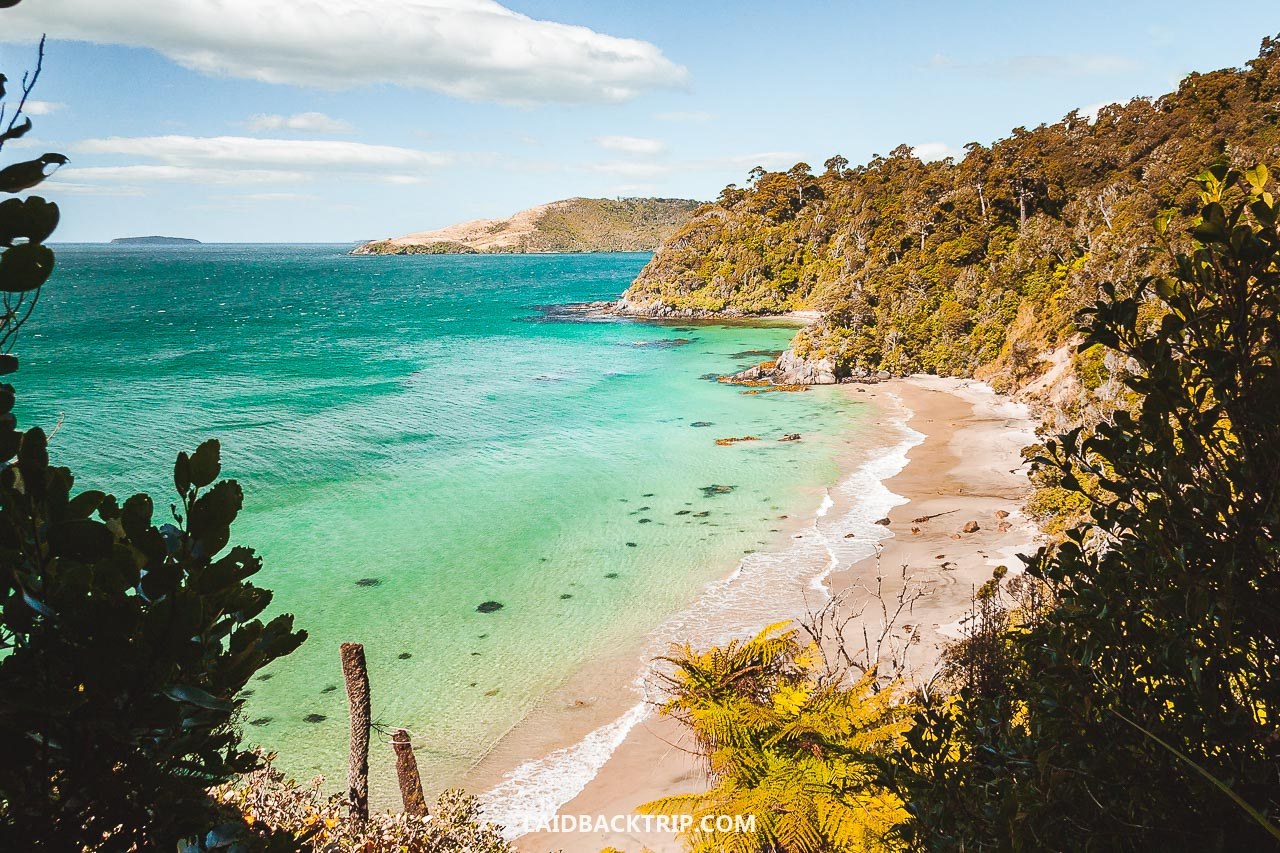 Rakiura Track: A Guided Slice of NZ's Least-Crowded Great Walk