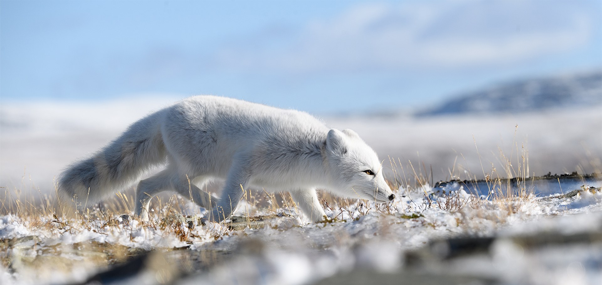 Tundra Botany & Arctic Fox Tracking Walk