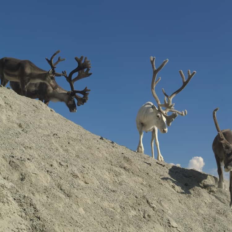 Sami Reindeer Herd Encounter, North Cape Tundra