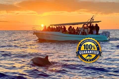 Dolphin & Wildlife Watching, Bay of Alcudia
